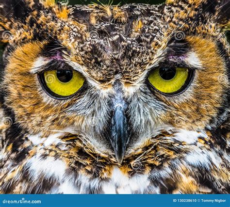 Great Horned Owl Close Up Bright Yellow Eyes Stock Photo - Image of predator, upclose: 130238610