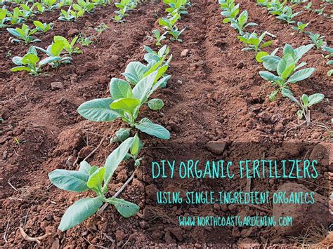 Organic: In Organic Fertilizer