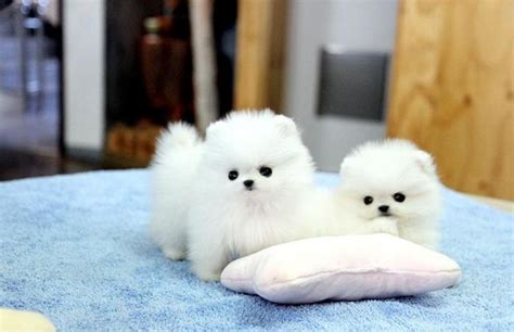 2AKC Tiny Pomeranian Puppies ready to go. for Sale in Parkersburg, West ...