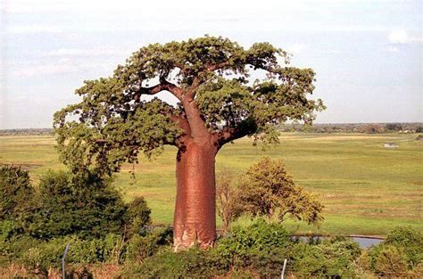 Baobab African Savanna Trees - Pets Lovers