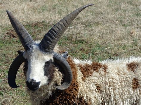 Jacob Sheep | Jacob sheep, Sheep, Goat horns