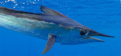 IGFA Great Marlin Race Spearfish Insights – International Game Fish Association