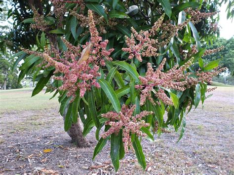 Mango flowers (inflorescence) | It looks like a mango tree i… | Flickr