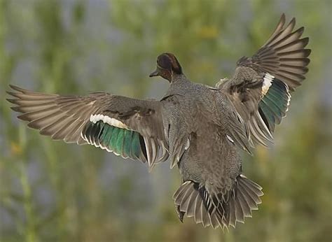 Green Winged Teal male | Teal duck, Duck identification, Duck hunting