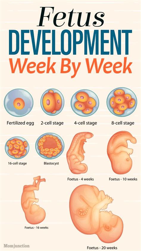 166 best Pregnancy Week By Week images on Pinterest | 36 weeks pregnant symptoms, Babies stuff ...