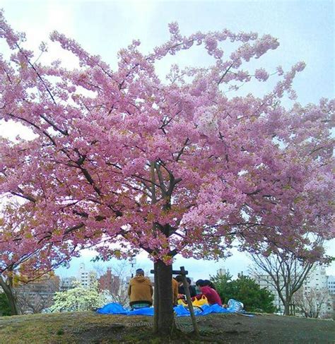 Japanese Cherry Blossom Symbol