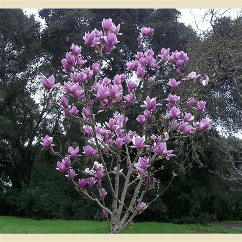 Magnolia soulangeana 'Alexandrina' | Saucer magnolia tree, Magnolia ...