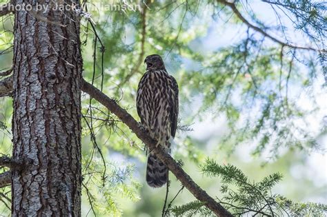 Northern Goshawk - East Cascades Audubon Society