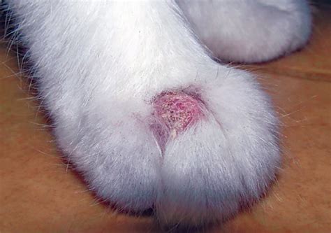 25 Best Images Ringworm In Black Cats - Bald Spots On Cats Ears Page 1 ...