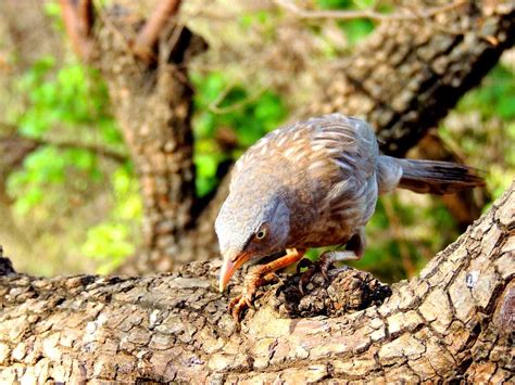 Bird Watching in Ranthambore, Ranthambore (2024) - Images, Timings | Holidify