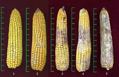 Diversity and pathogenicity of Fusarium graminearum species complex from maize stalk and ear rot ...