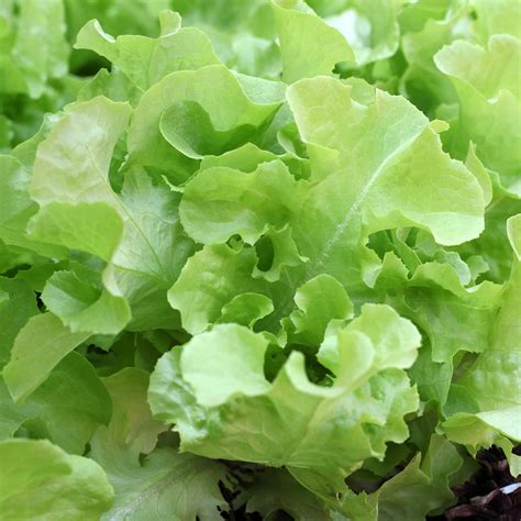 Leaf Lettuce Garden Seeds - Oakleaf - 4 Oz - Non-GMO, Heirloom ...