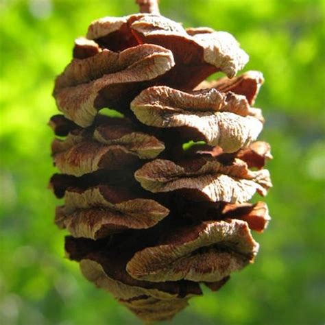 Dawn Redwood Tree Seeds metasequoia Glyptostroboides - Etsy