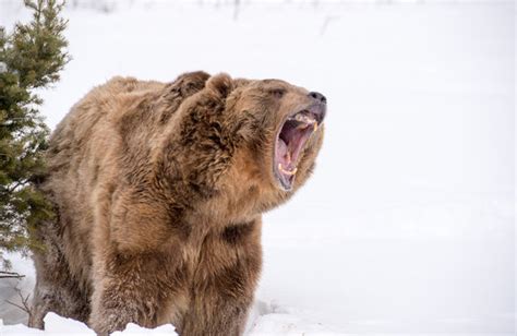 Roaring Grizzly Bear