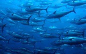 Pacific Bluefin Tuna – Thunnus orientalis | Facts About Animals