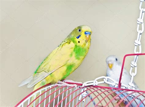 Yellow Parakeet on a Cage — Stock Photo © noonie #6381321