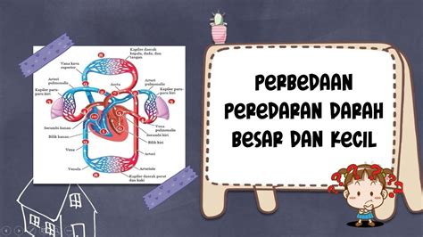 PERBEDAAN PEREDARAN DARAH BESAR DAN KECIL - YouTube