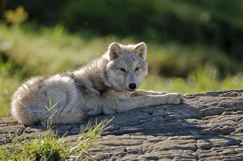 Arctic Wolf Pup Photograph by Michael Cummings