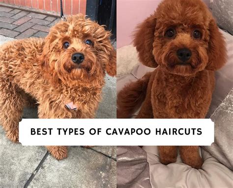 Best Types of Cavapoo Haircuts! (2024) - We Love Doodles