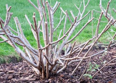 Country Gardener: A ruthless but necessary lilac pruning job