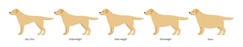 How To Tell If Your Dog Is Overweight & What To Do | Tracy Vet ...