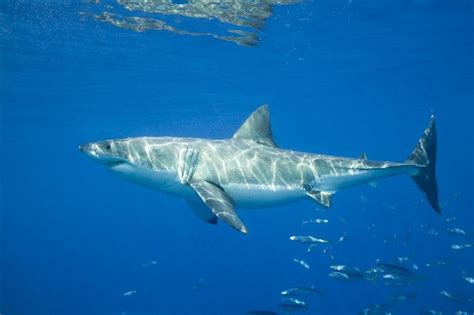 Great White Shark - Animal Facts and Information