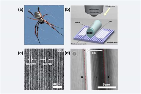 Spider Silk: Mother Nature's Bio-Superlens - Tech Explorist