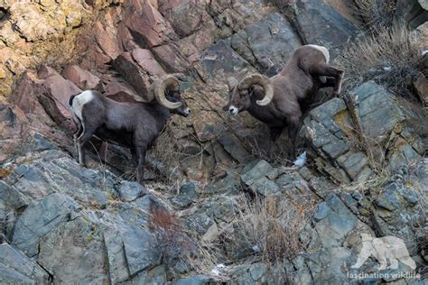 Wild Colorado - Fascination Wildlife