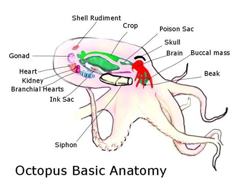 Everything Octopus: Octopus Anatomy from Octopus.com, Part I