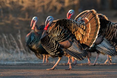 Wild Turkey | Audubon Field Guide