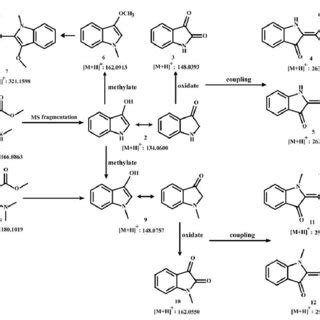 Putative diagram of indole derivatives. | Download Scientific Diagram