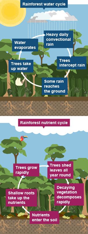 BBC Bitesize - GCSE Geography - Tropical rainforests - Revision 2