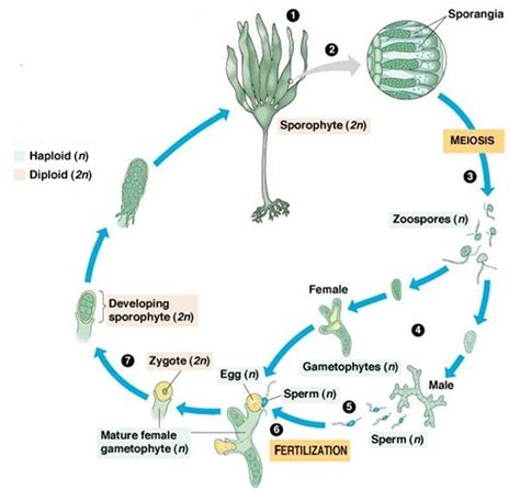 heteromorphic diplohaplontic type Biology Facts, Meiosis, Plant Science, Sperm, Algae, Live Tv ...