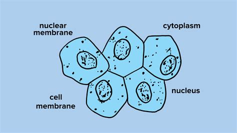 Diagram Cheek Cells Microscopic Diagram Mydiagram Onl - vrogue.co