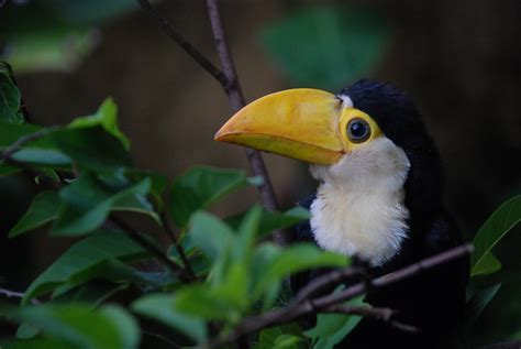 hello am baby toucan : r/Eyebleach