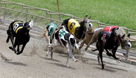 Greyhounds Betting Tips: Best Ways To Bet On Greyhounds