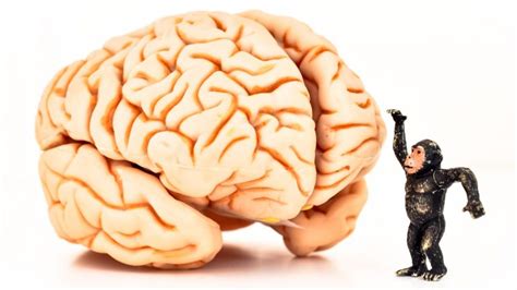 Human Vs. Monkey Brains: Why We Have More Mental Disorders | Weizmann USA