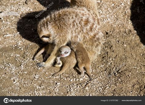 Meerkat Day Old Babies Feeding Milk Mother Meerkat Stock Photo by ...