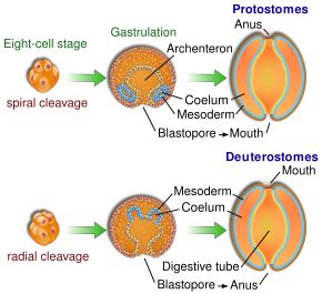 Gastrulación _ AcademiaLab