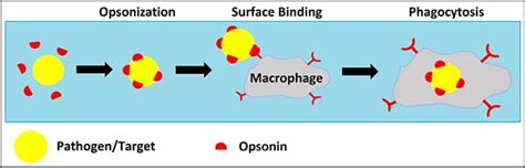 Tissue Engineered Spleen by Ronen Zeidel, John Vetrano - OpenWetWare