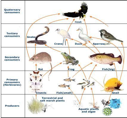 food web in terrestrial and aquatic ecosystem | Food web, Food web activities, Food webs projects