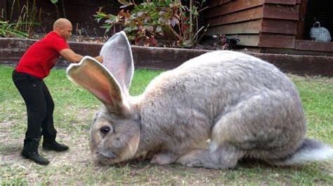 Flemish Giant Rabbits? - General Discussion - ThirdHour