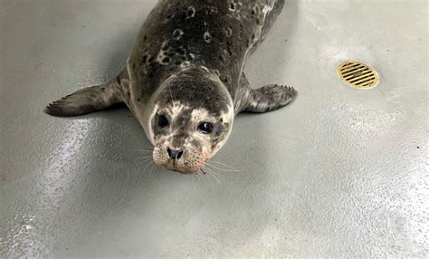 Harbor seal pup found 'severely entangled' in trash rescued in SF