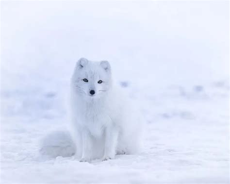 Arctic Fox - Facts, Diet, Habitat & Pictures on Animalia.bio