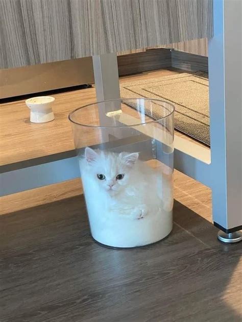 Cats are Liquid : r/catsonglass