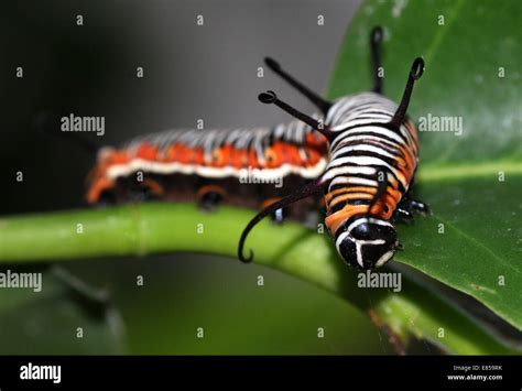 Exotic looking caterpillar of the Common Crow butterfly a.k.a. Common ...