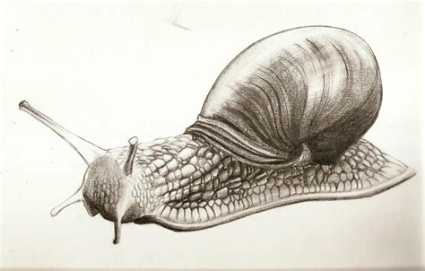 Realistic Snail by Nolhyaa on DeviantArt