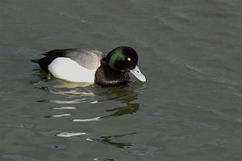 Scaup Duck (Male) | While the Scaup is not as rare here as t… | Flickr