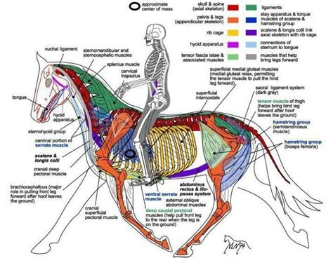 Image result for horse anatomy | Horse anatomy, Horses, Horse care