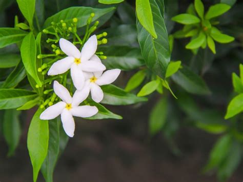 Jasmine Pruning: When And How To Prune Jasmine Plants